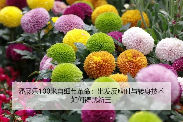 潘展乐100米自细节革命：出发反应时与转身技术如何铸就新王